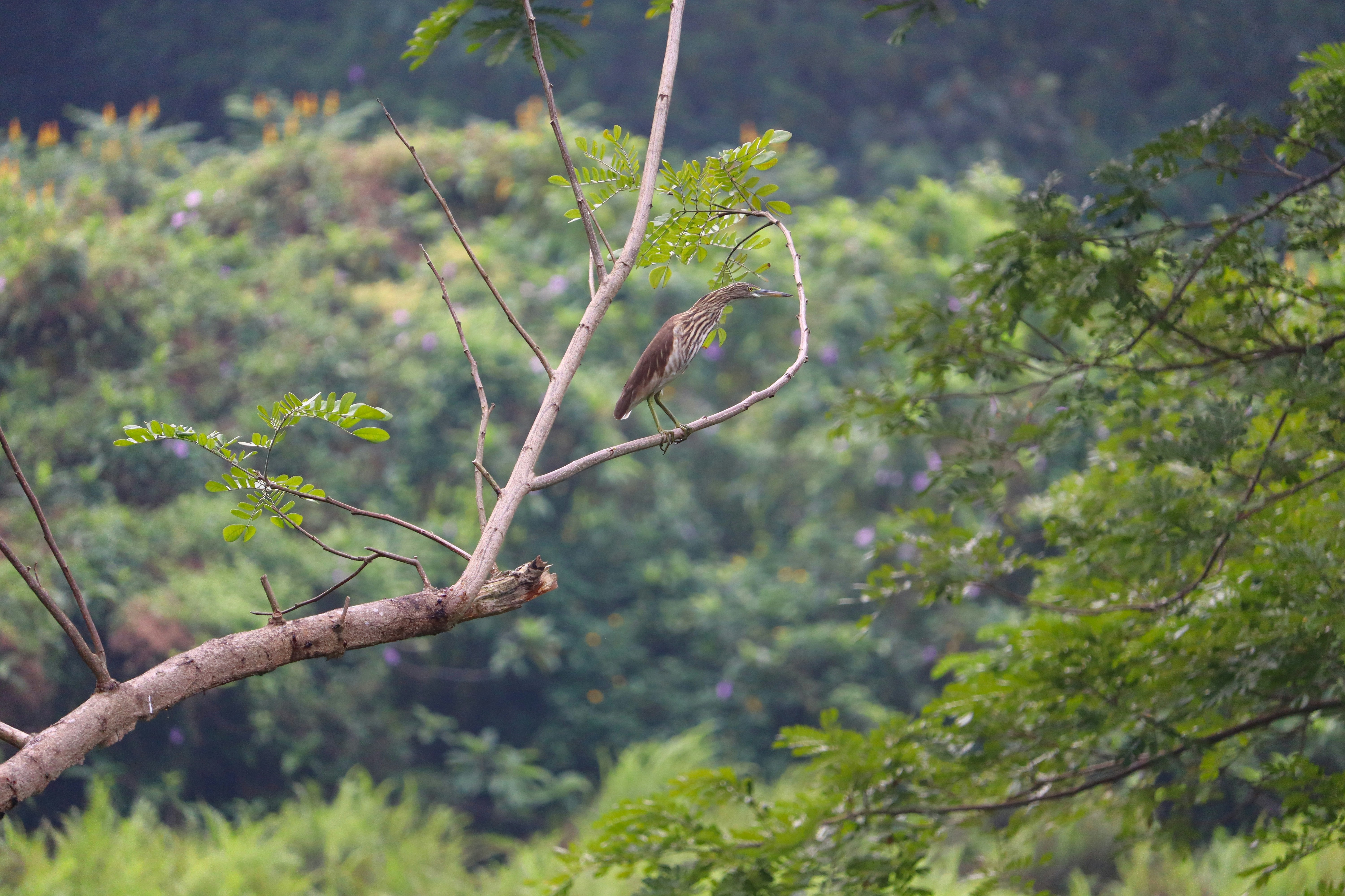 Photo by prathap_karaka