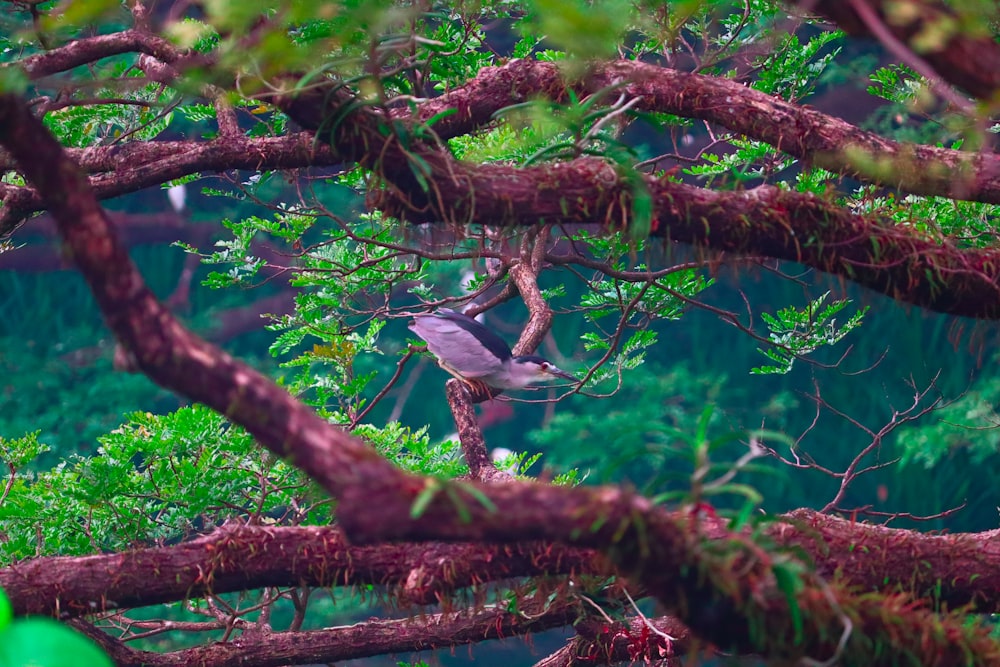 a bird in a tree