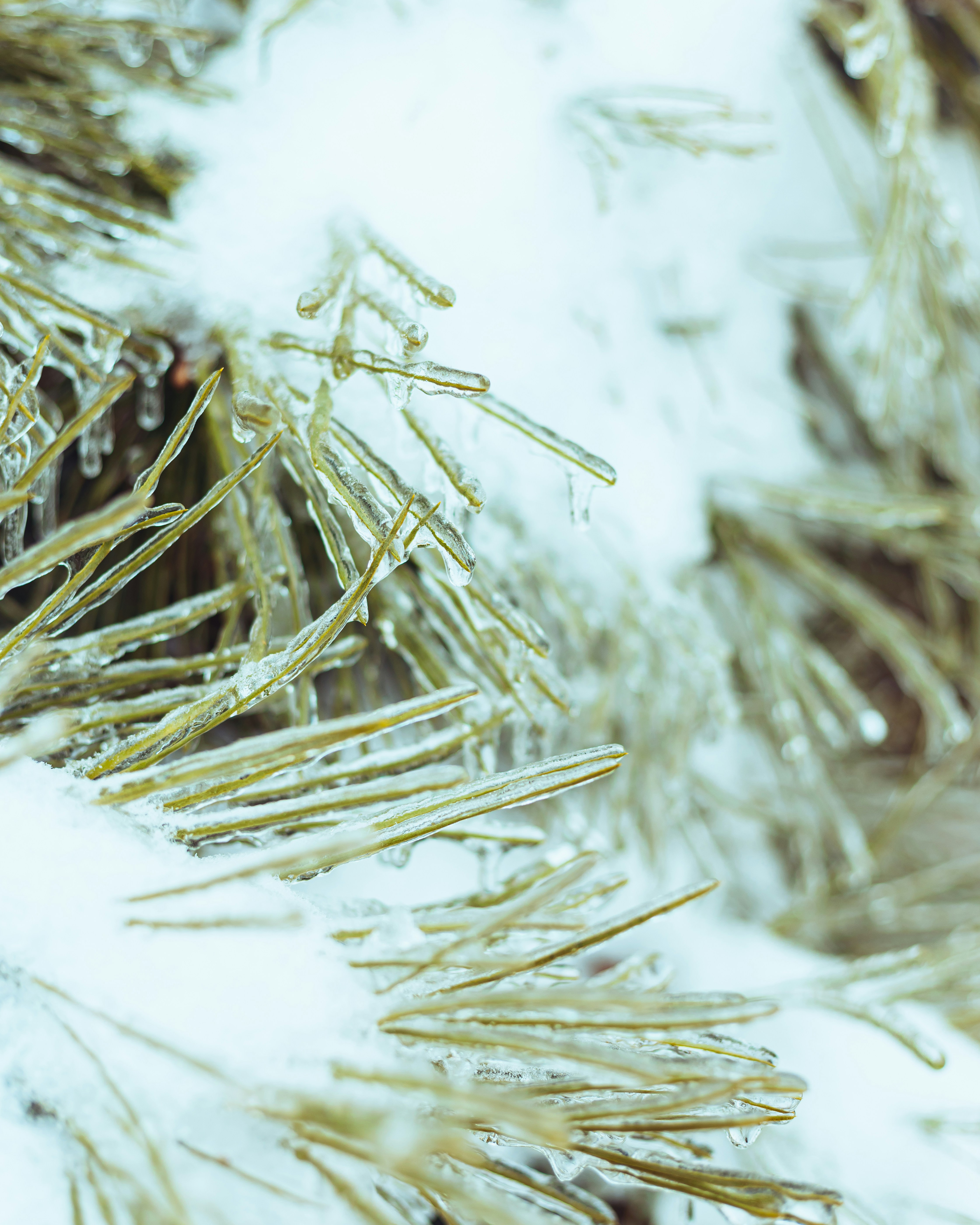 A close up of a bug photo – Free Texture Image on Unsplash