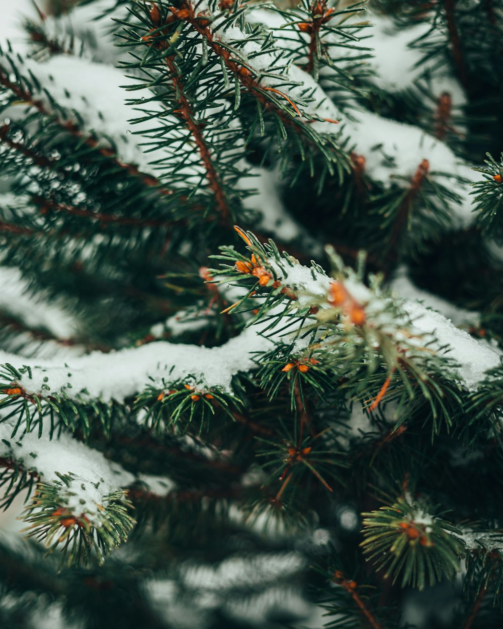 a close up of a pine tree