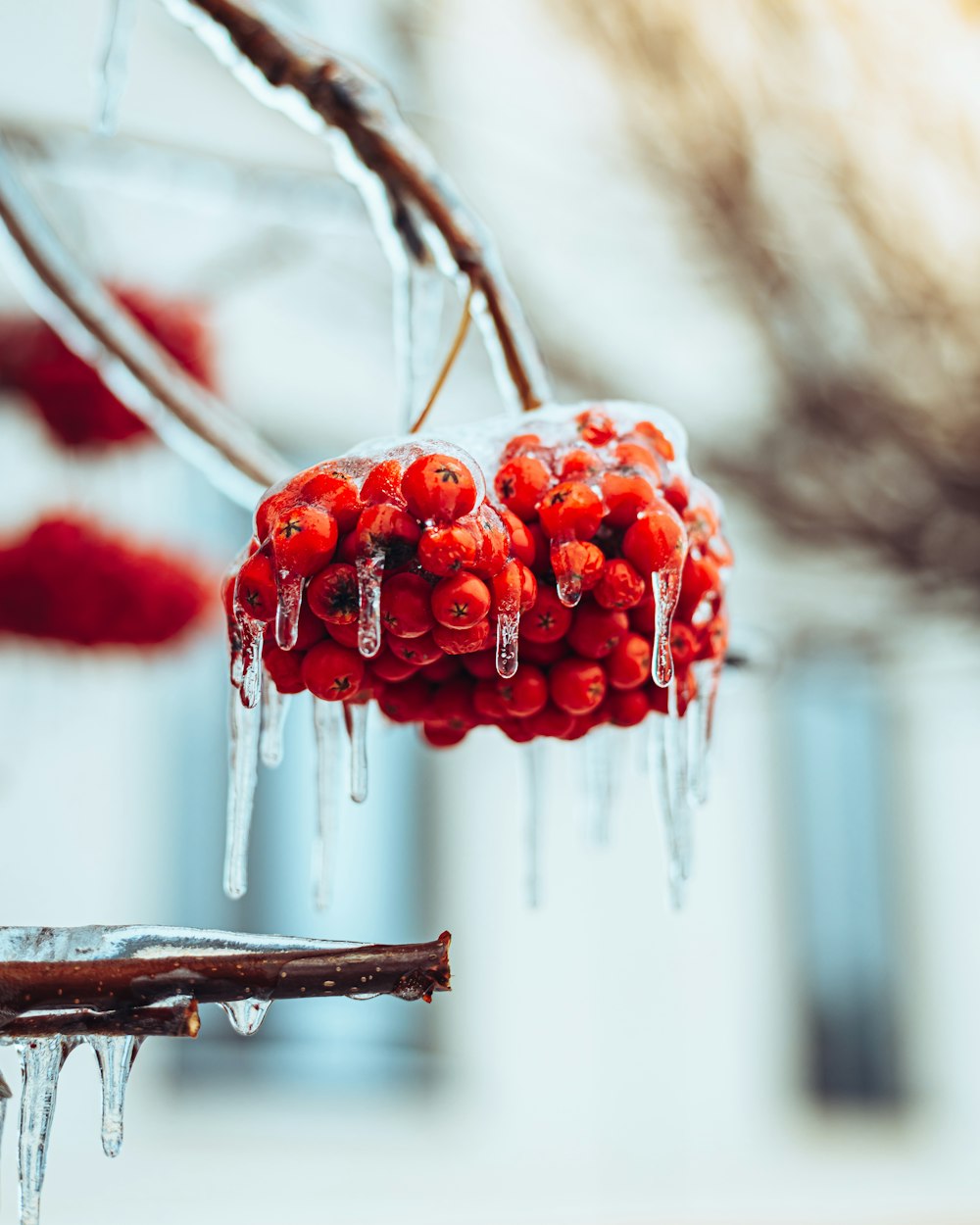 a close up of a berry