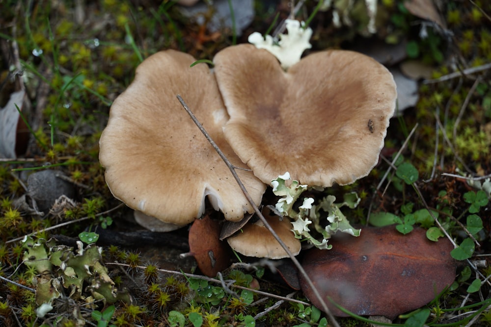 a brown mushroom with a white flower