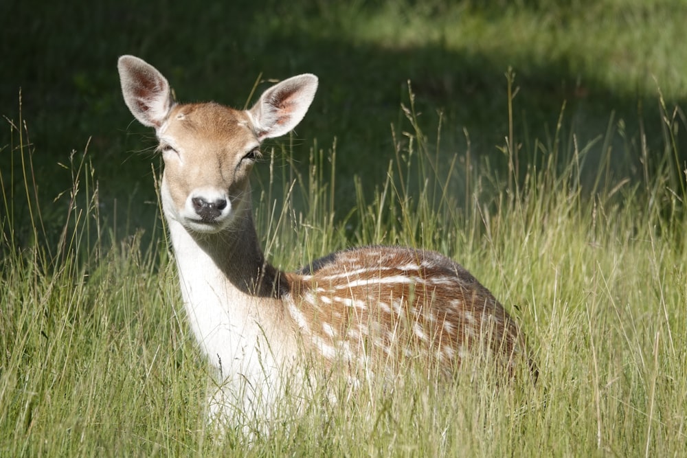 a deer lying in a grassy area