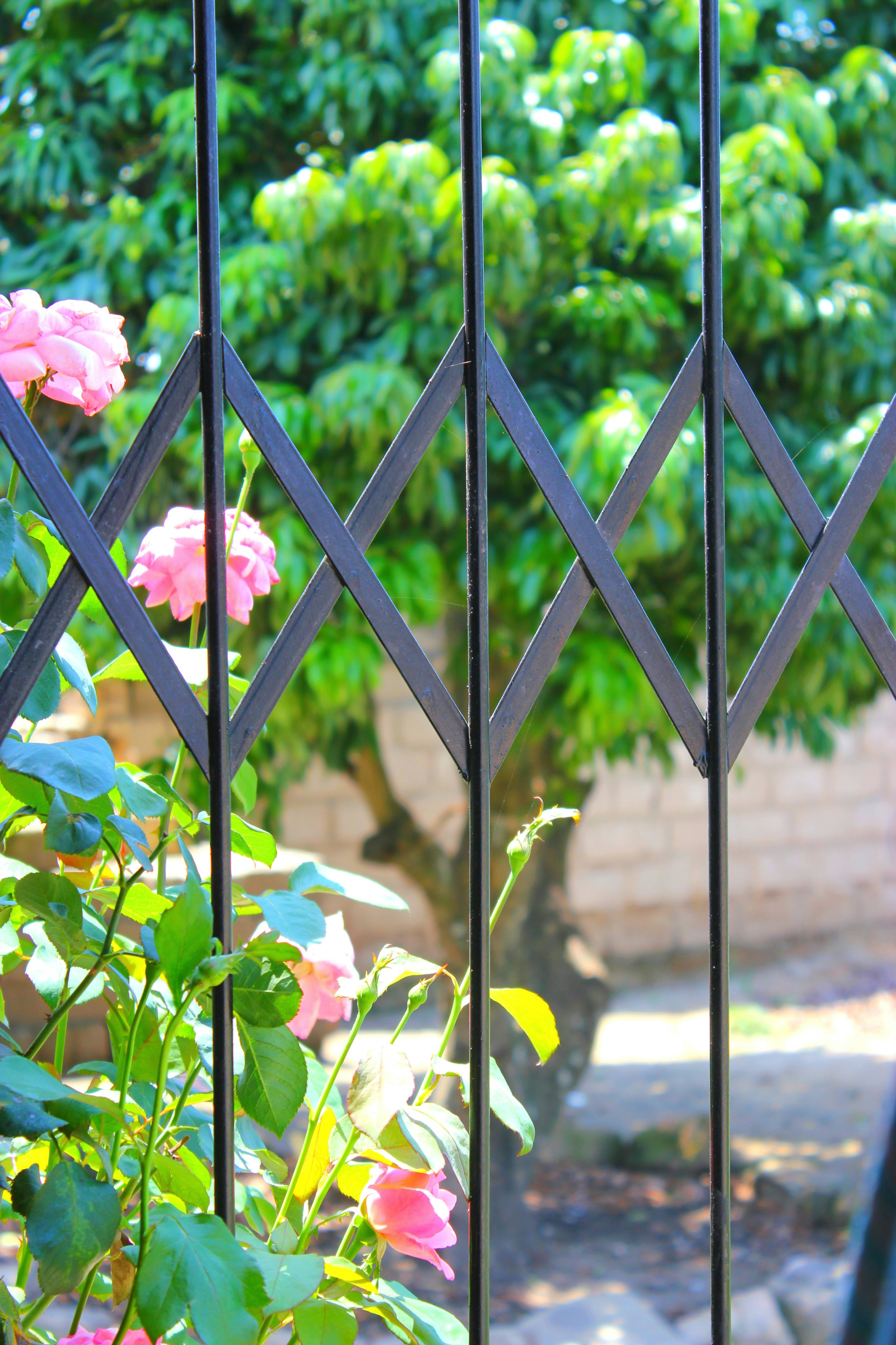 Photo by gumbosibusiso