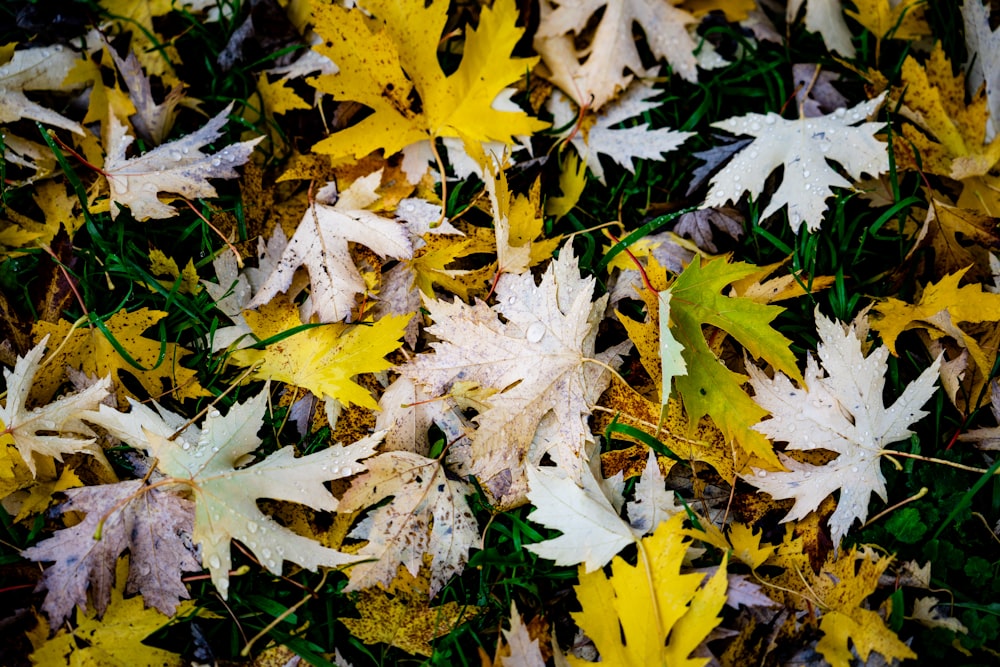 a group of leaves