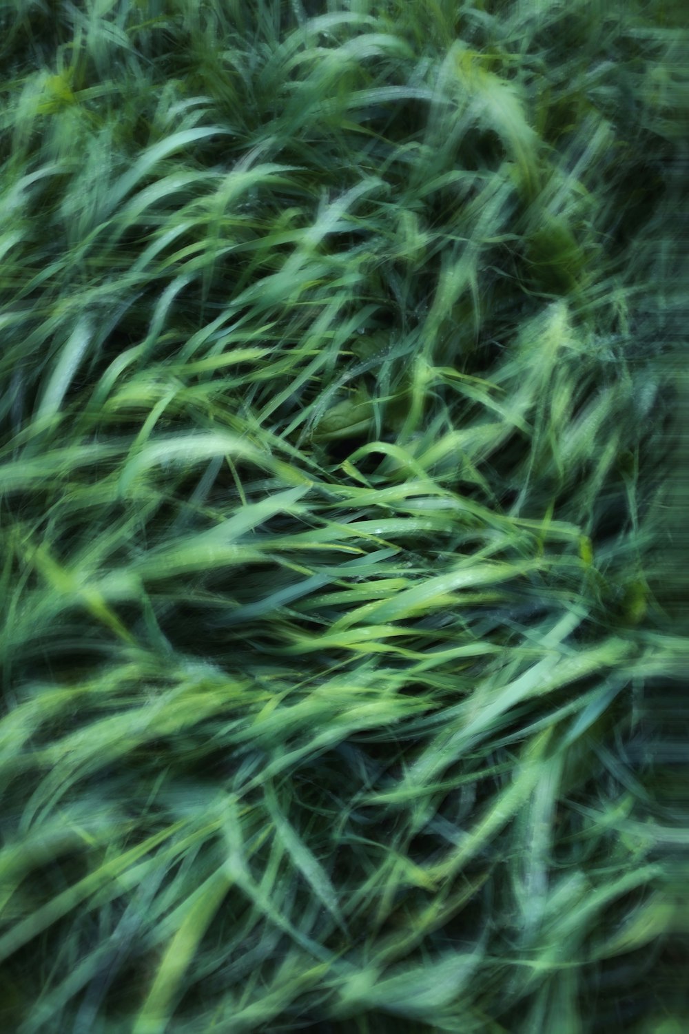 close up of green plants