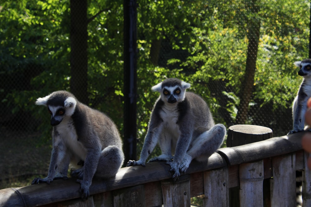 a group of lemurs sitting on a wooden fence