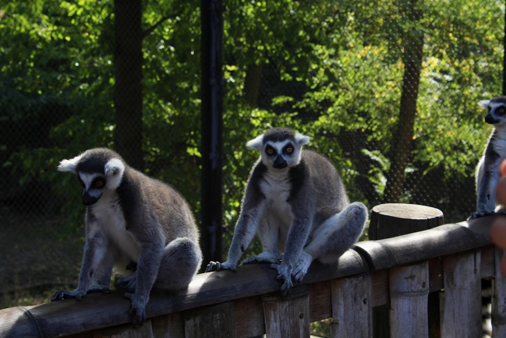 Eine Gruppe Lemuren sitzt auf einem Holzzaun