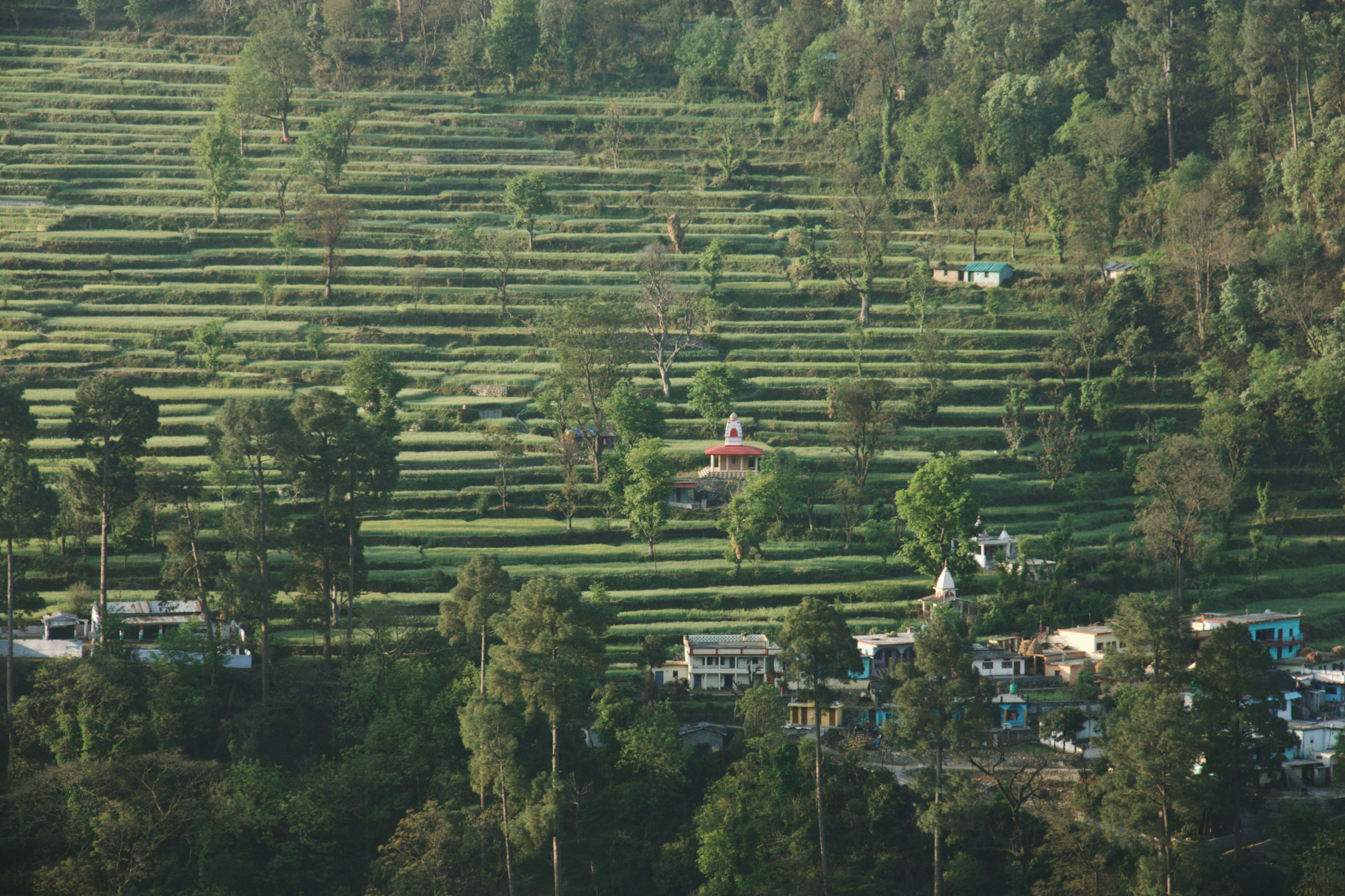 Sikkim landscape with trees and buildings