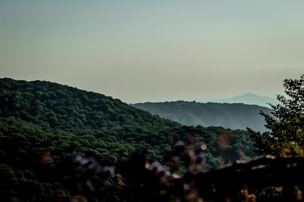 a view of a forest and mountains