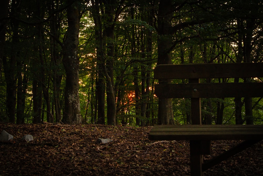 a bench in a forest