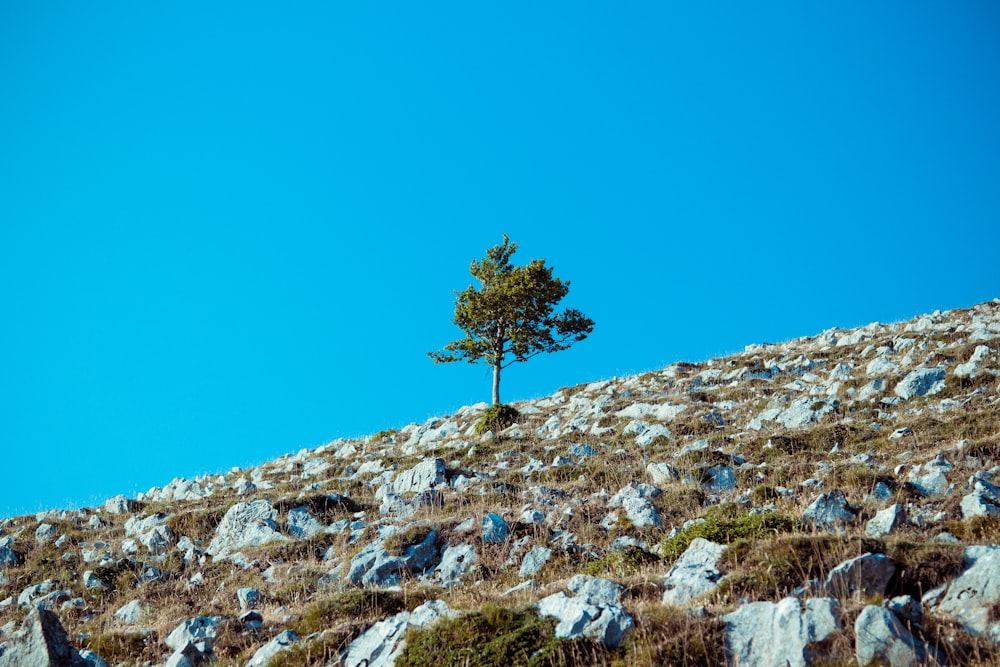 Un arbre sur une colline rocheuse