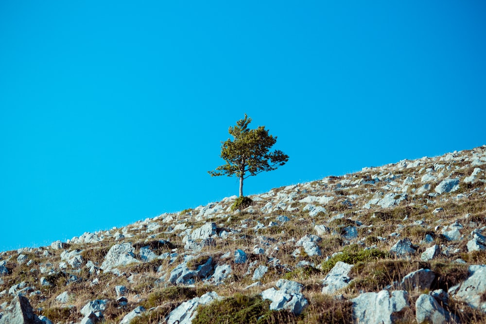 a tree on a rocky hill