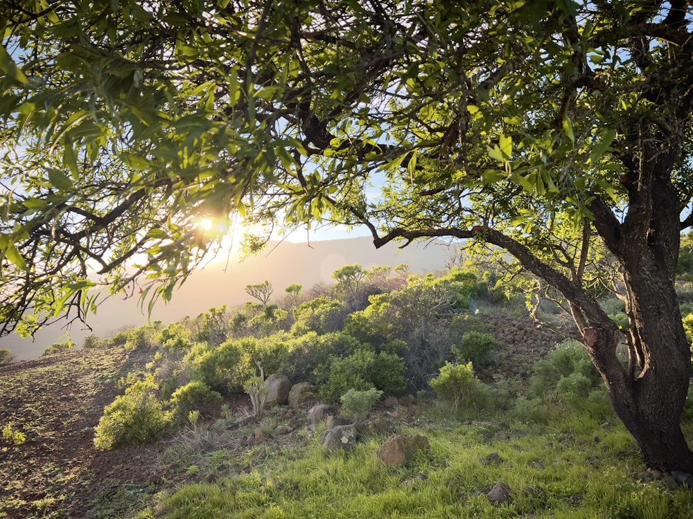 a tree in a field