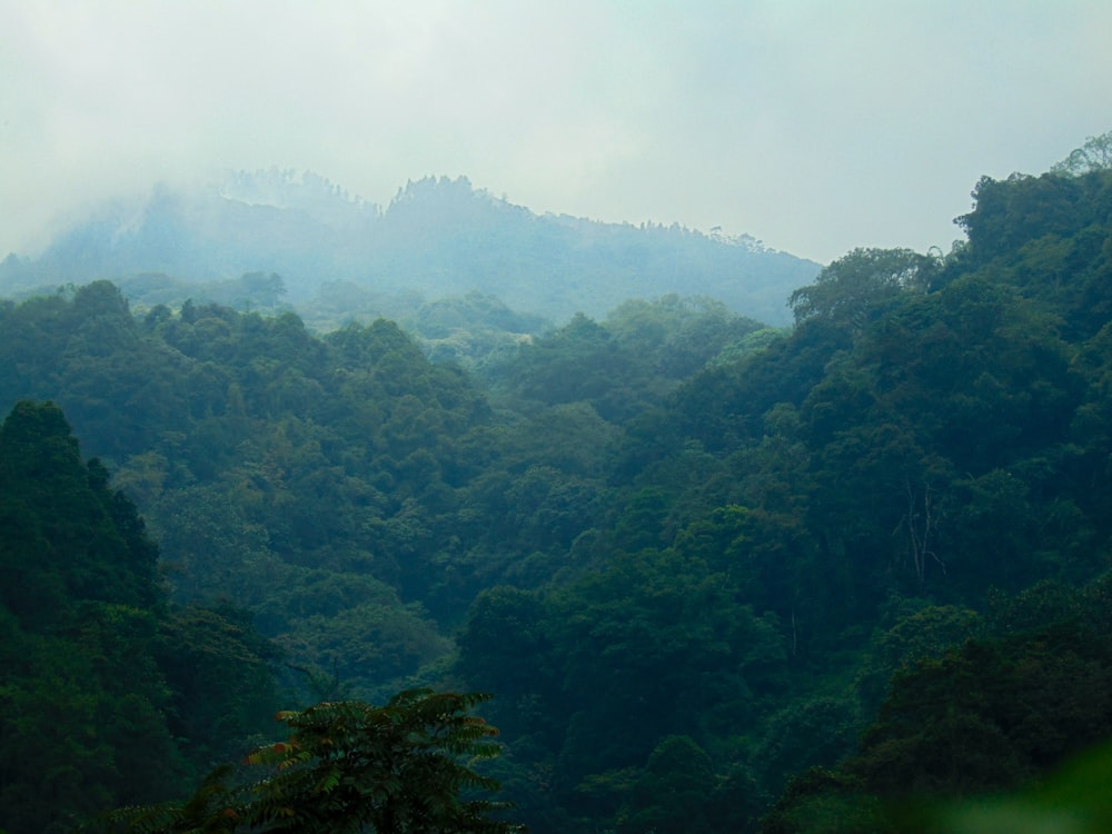 a forest of trees