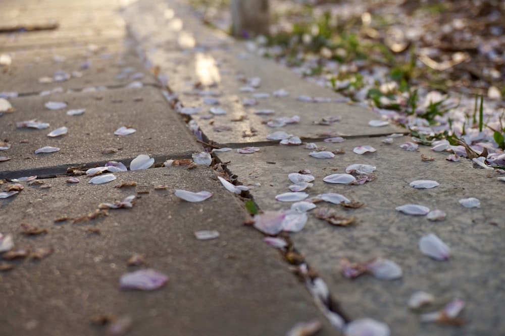 a path with leaves on the ground