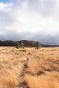 a field with trees in it