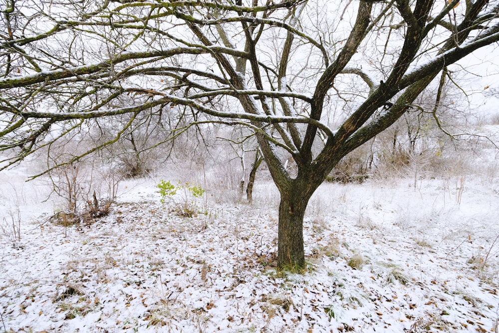 a tree in a snowy field