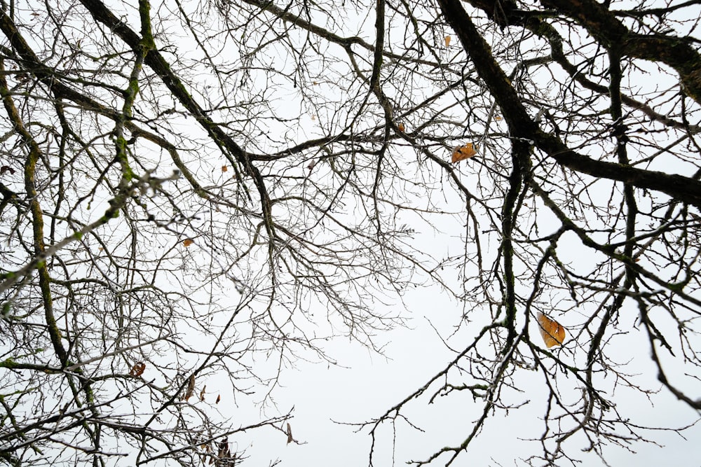 a tree with leaves