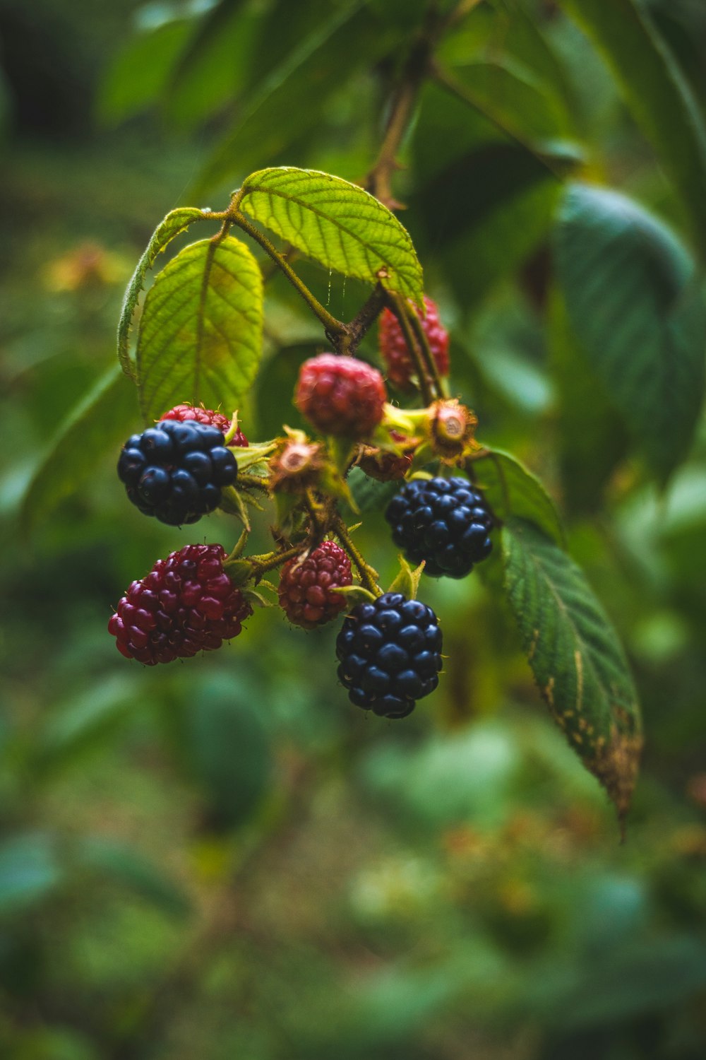 a close up of some berries