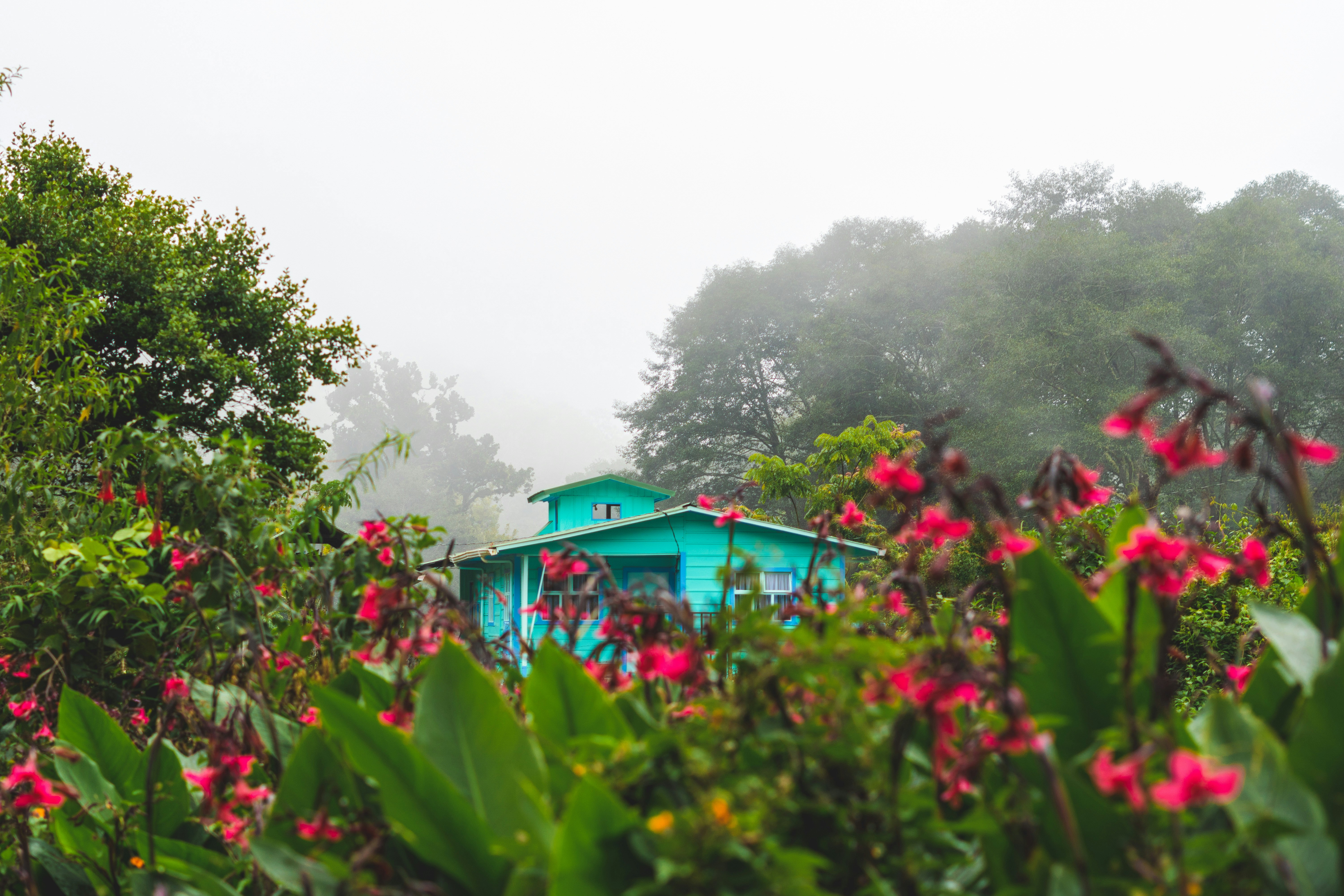 a garden with flowers and trees