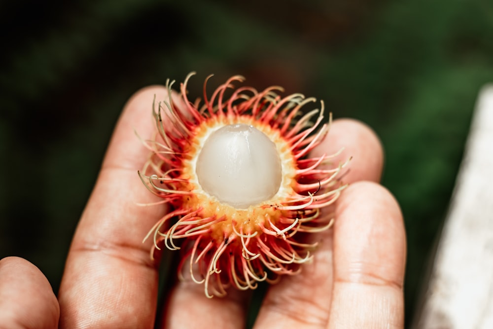 a hand holding a red and orange flower