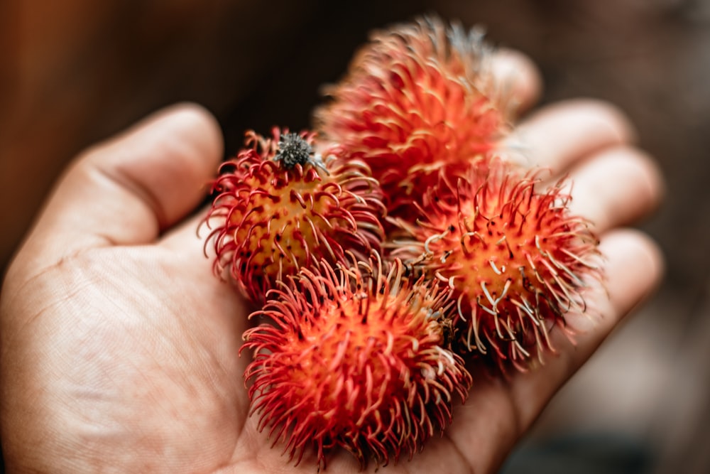 una mano sosteniendo una frambuesa roja