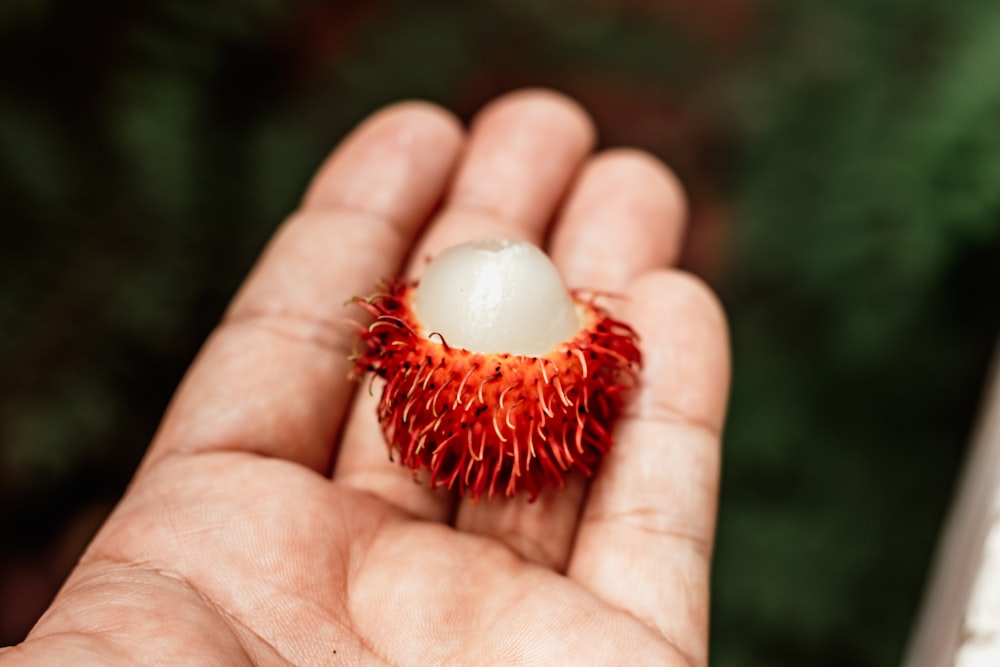 una mano che tiene un fiore rosso