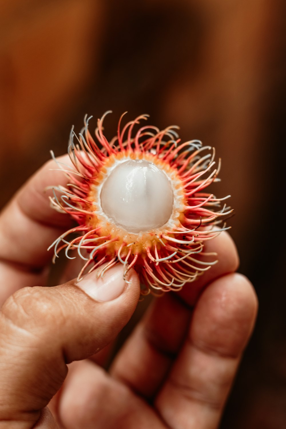 a hand holding a red and white flower