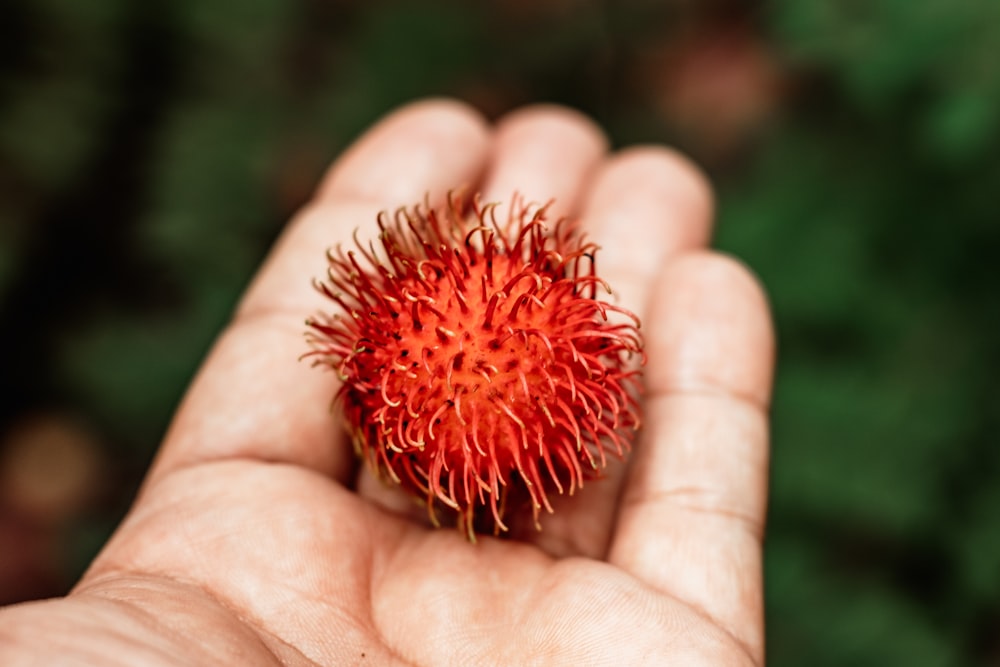 una mano sosteniendo una flor roja