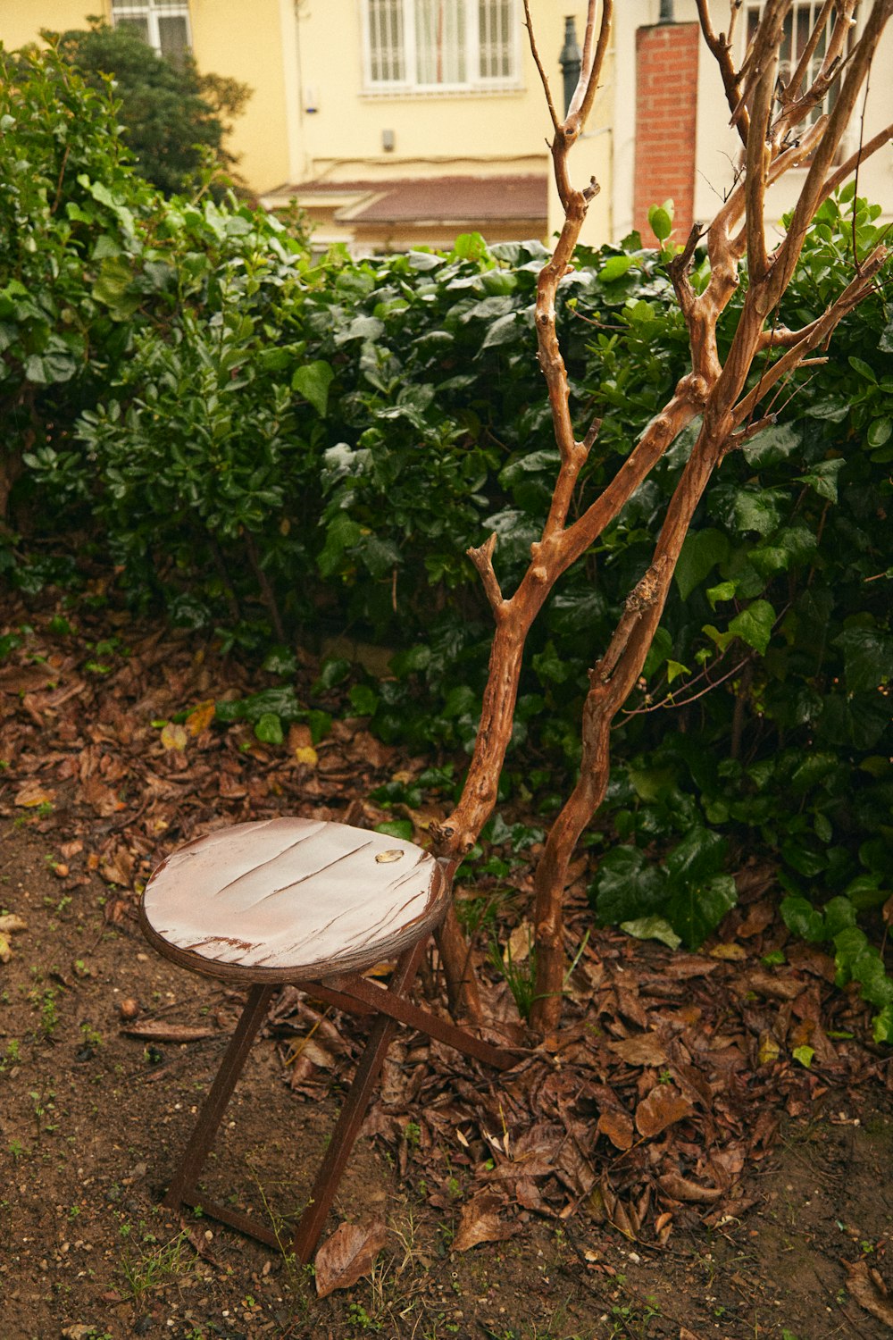 a tree with a round table and a round white object on it