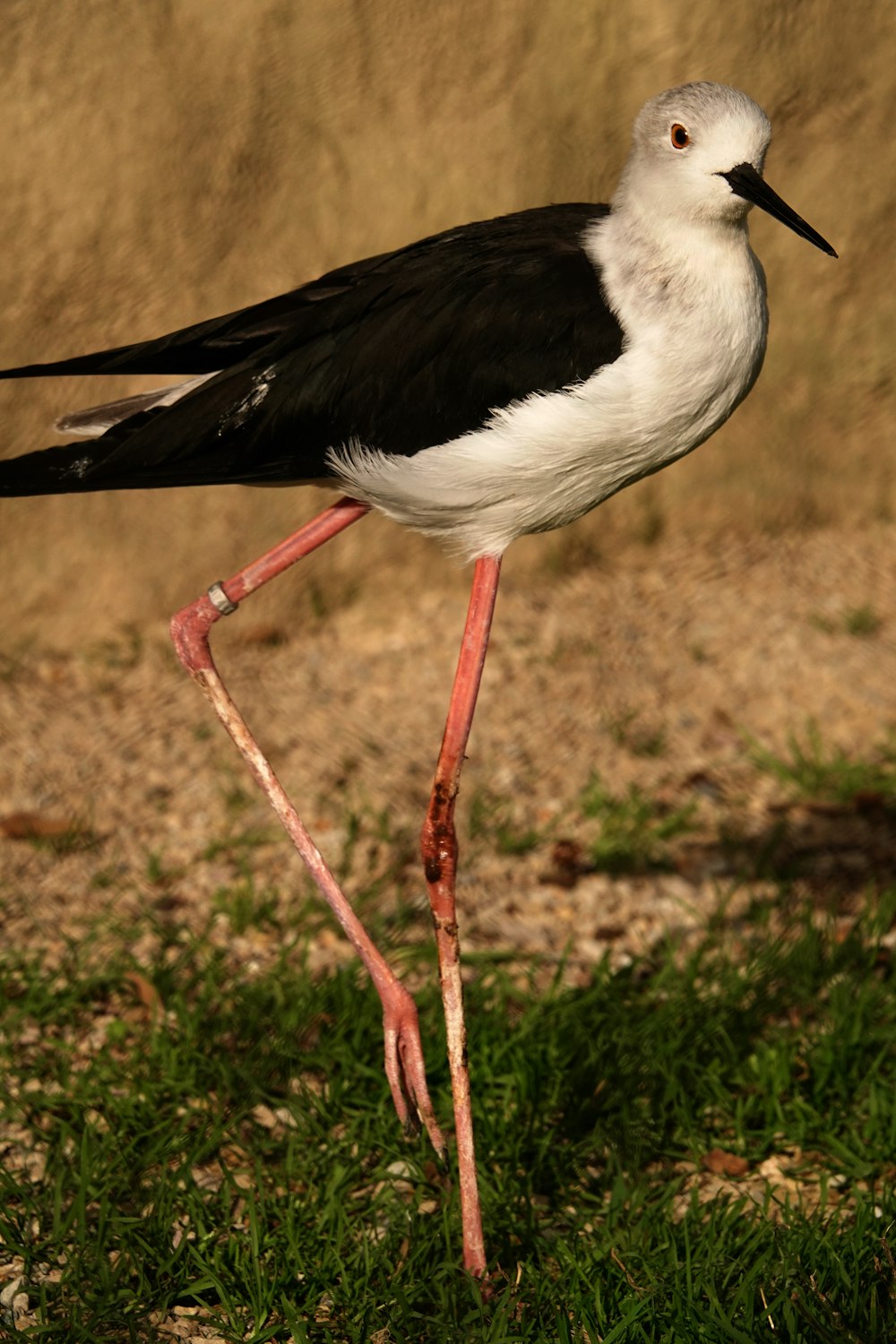 a bird standing on grass