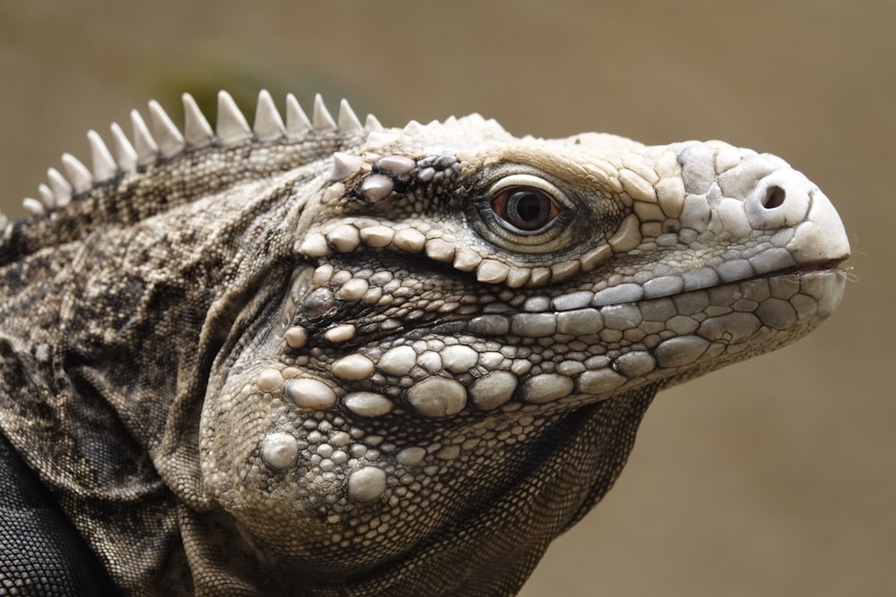a close up of a lizard