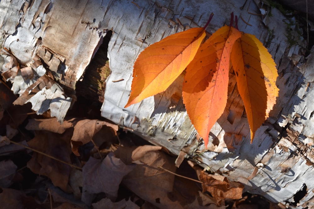 a group of leaves on the ground