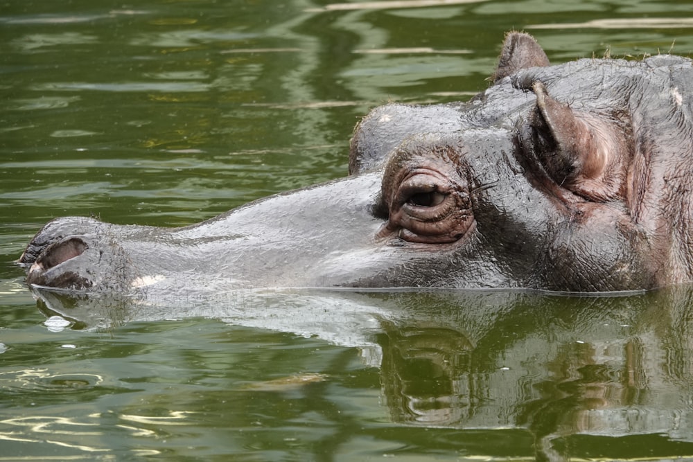 a hippopotamus in water