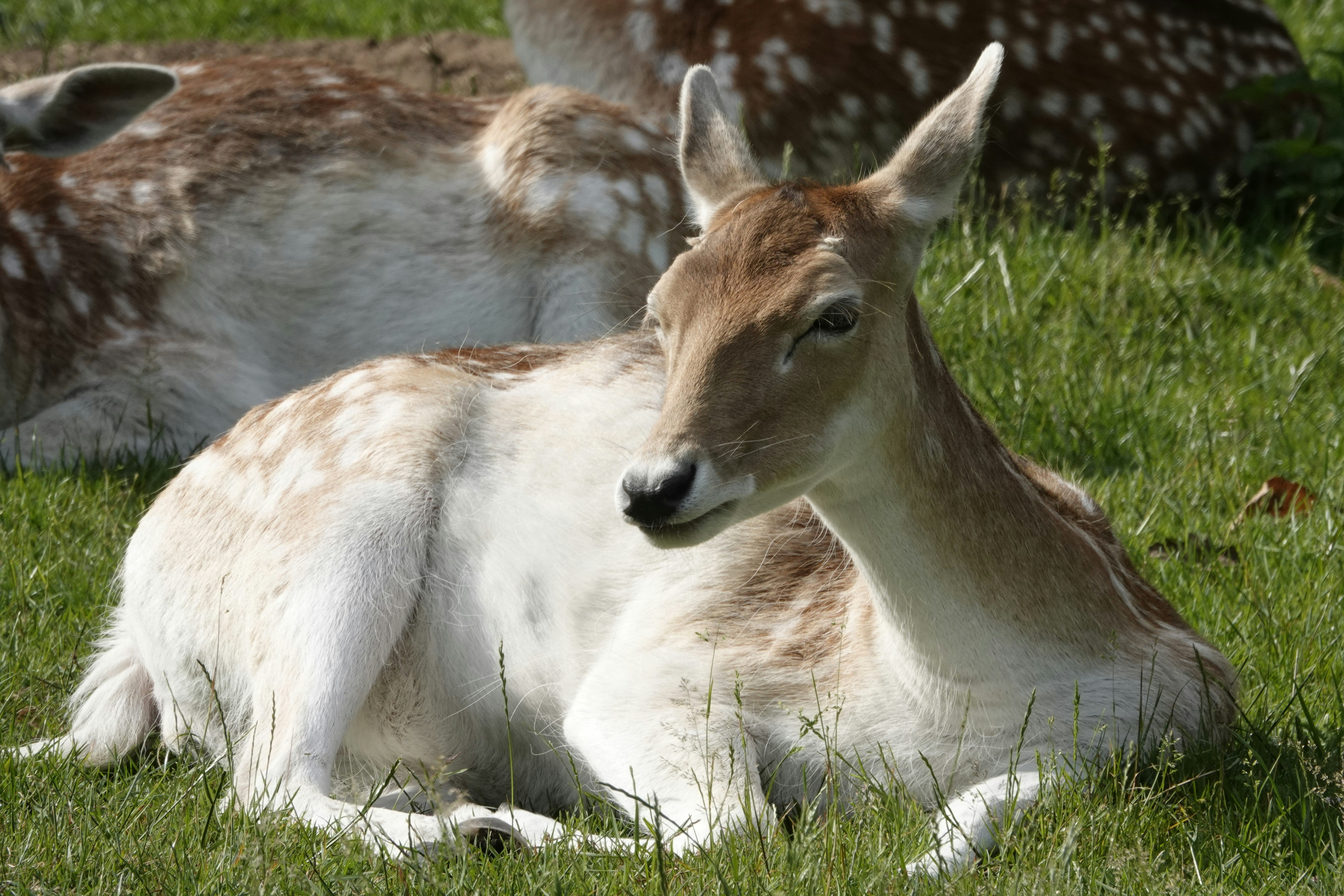 Photo by hooverpaul55