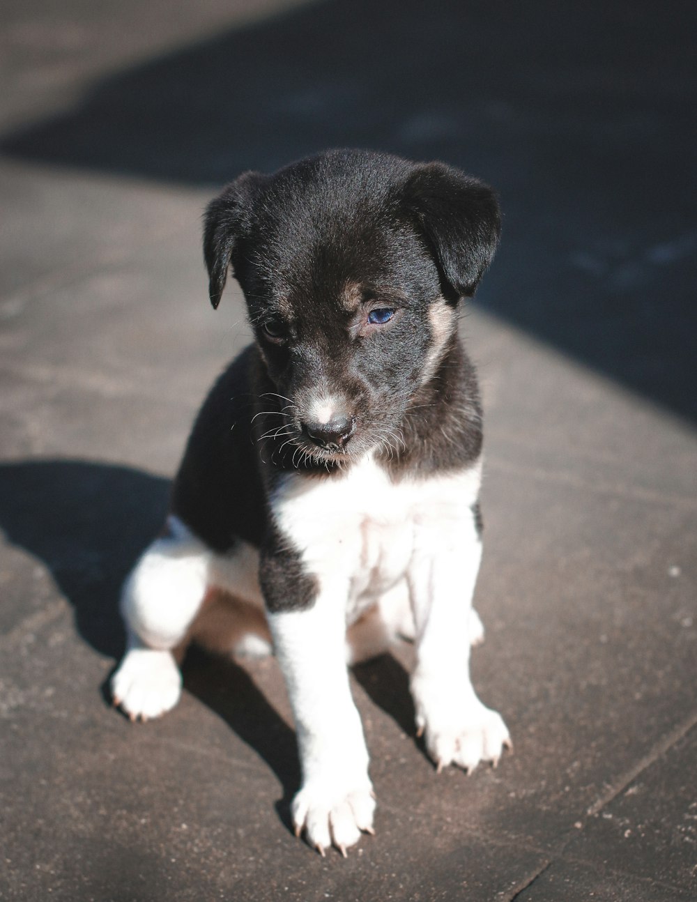 a puppy sitting on the ground