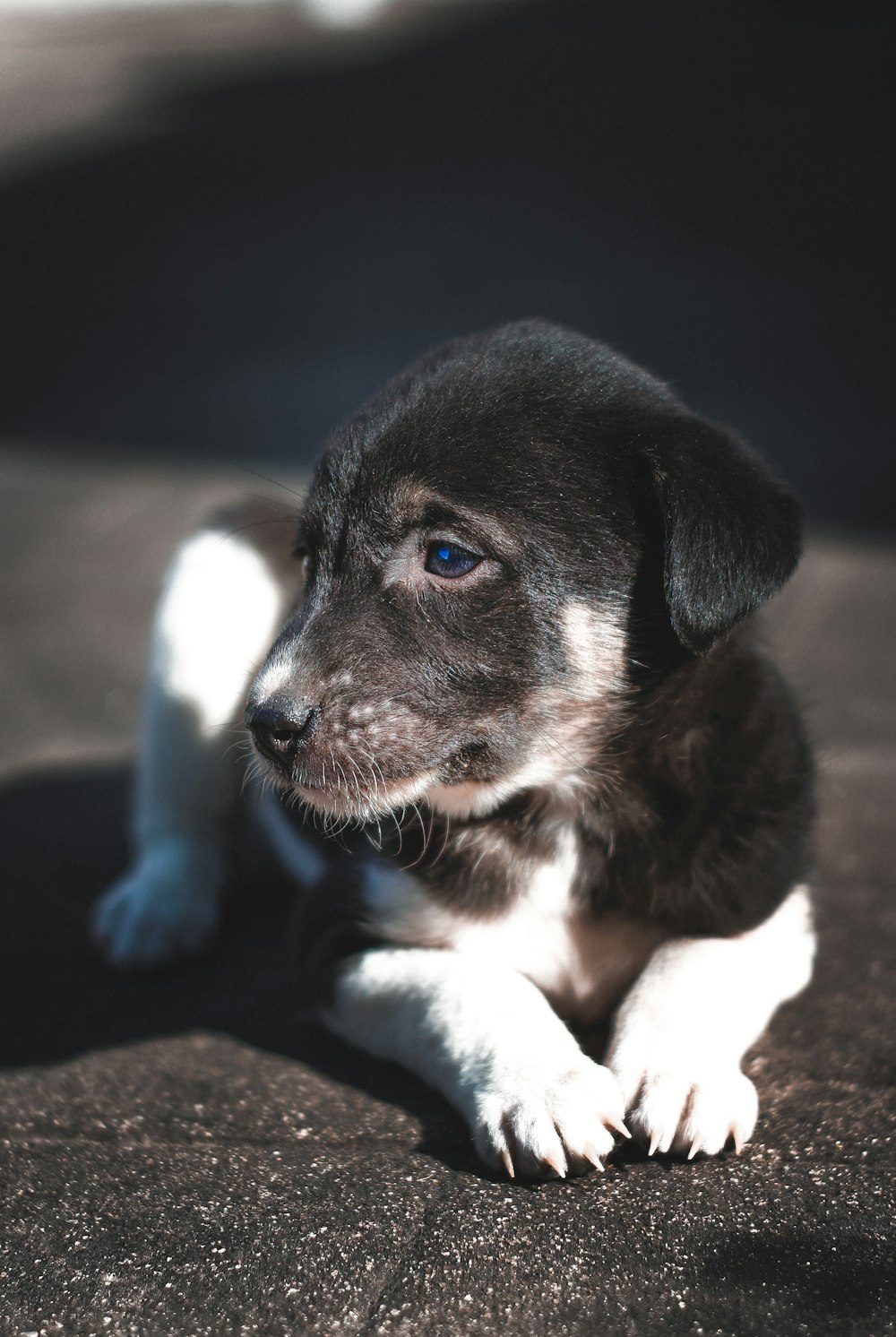 a puppy lying on the ground