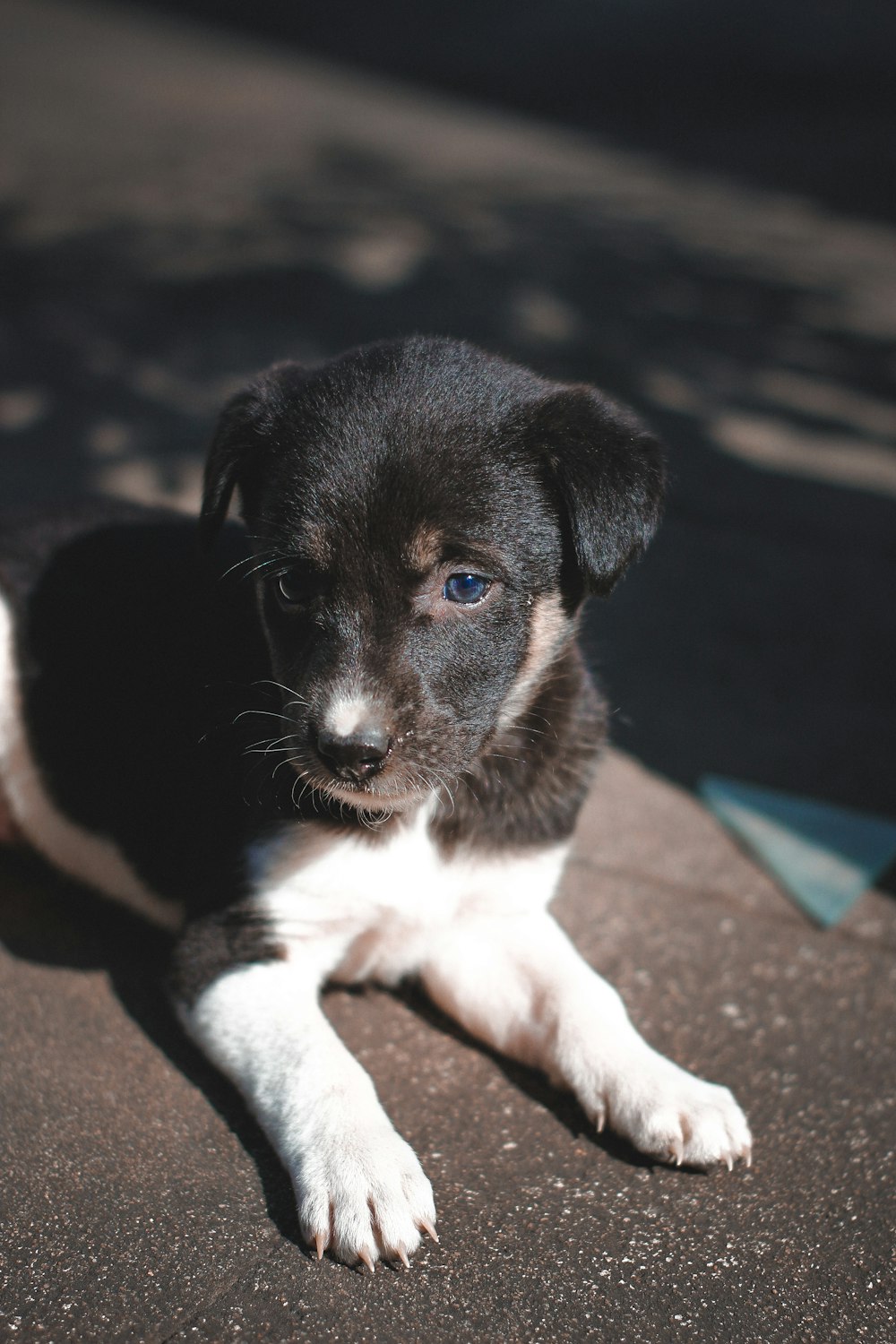 a puppy lying on the ground