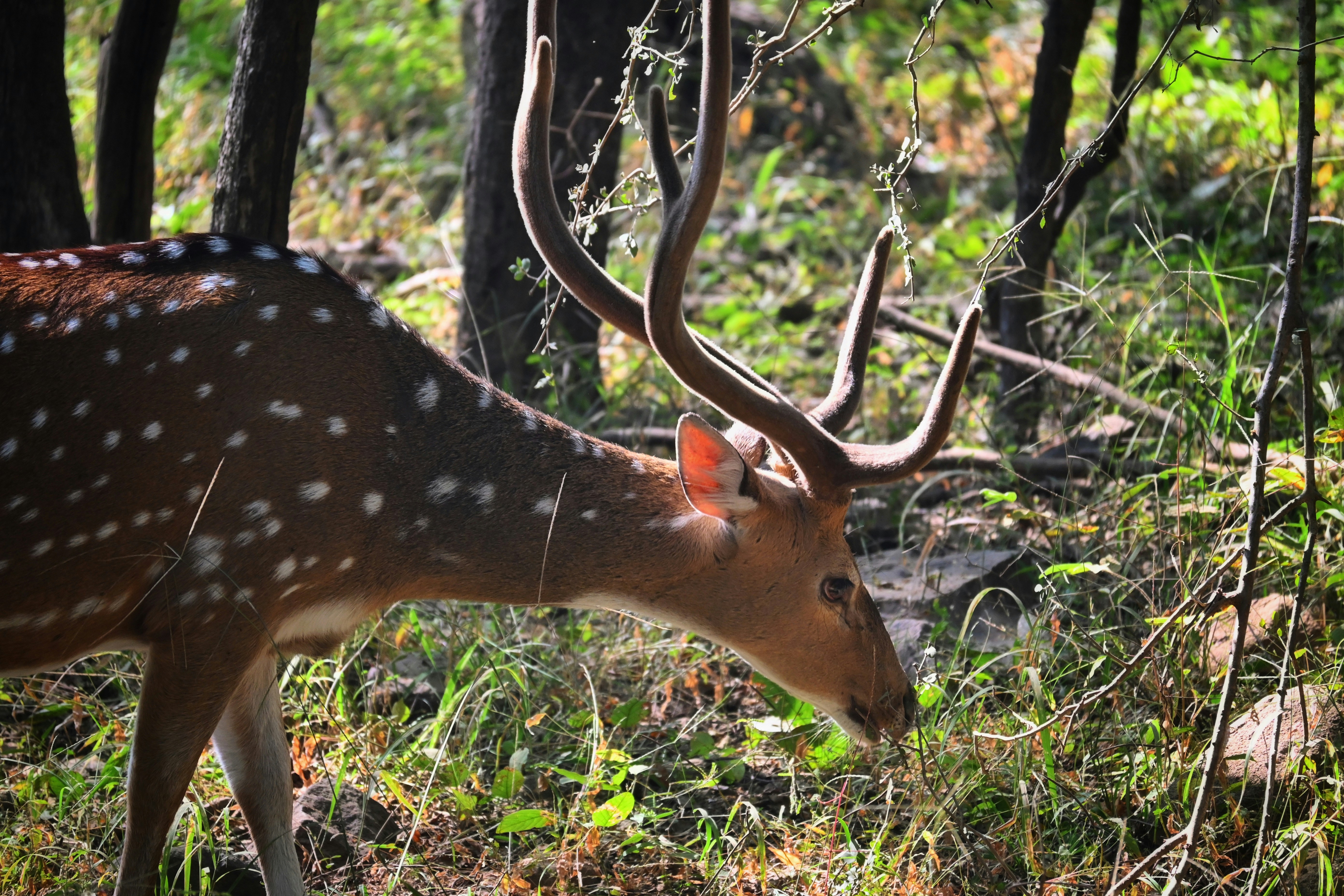 Photo by dhandavishal