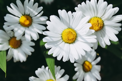 a group of white flowers
