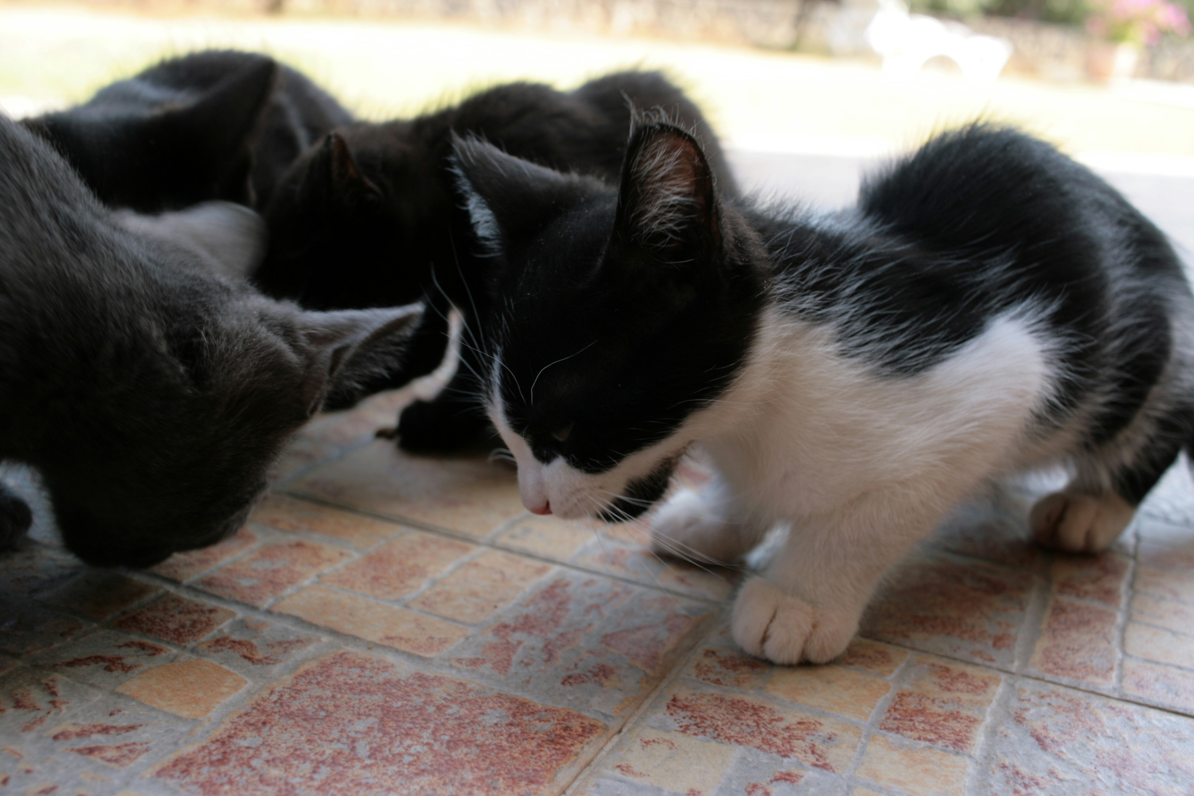 Socialization Has a Tiny Window (image credits: unsplash)