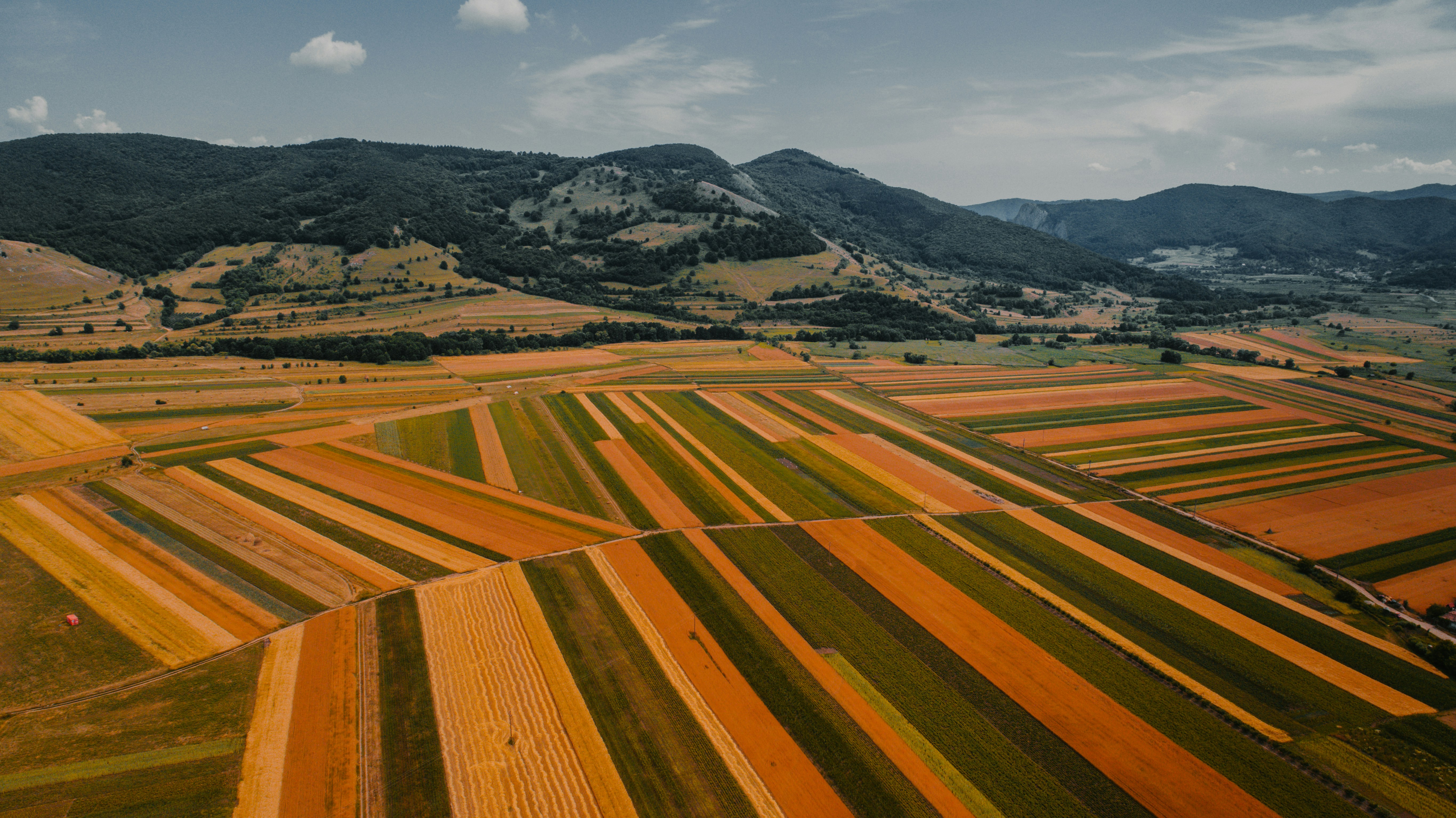a field of orange and yellow grass