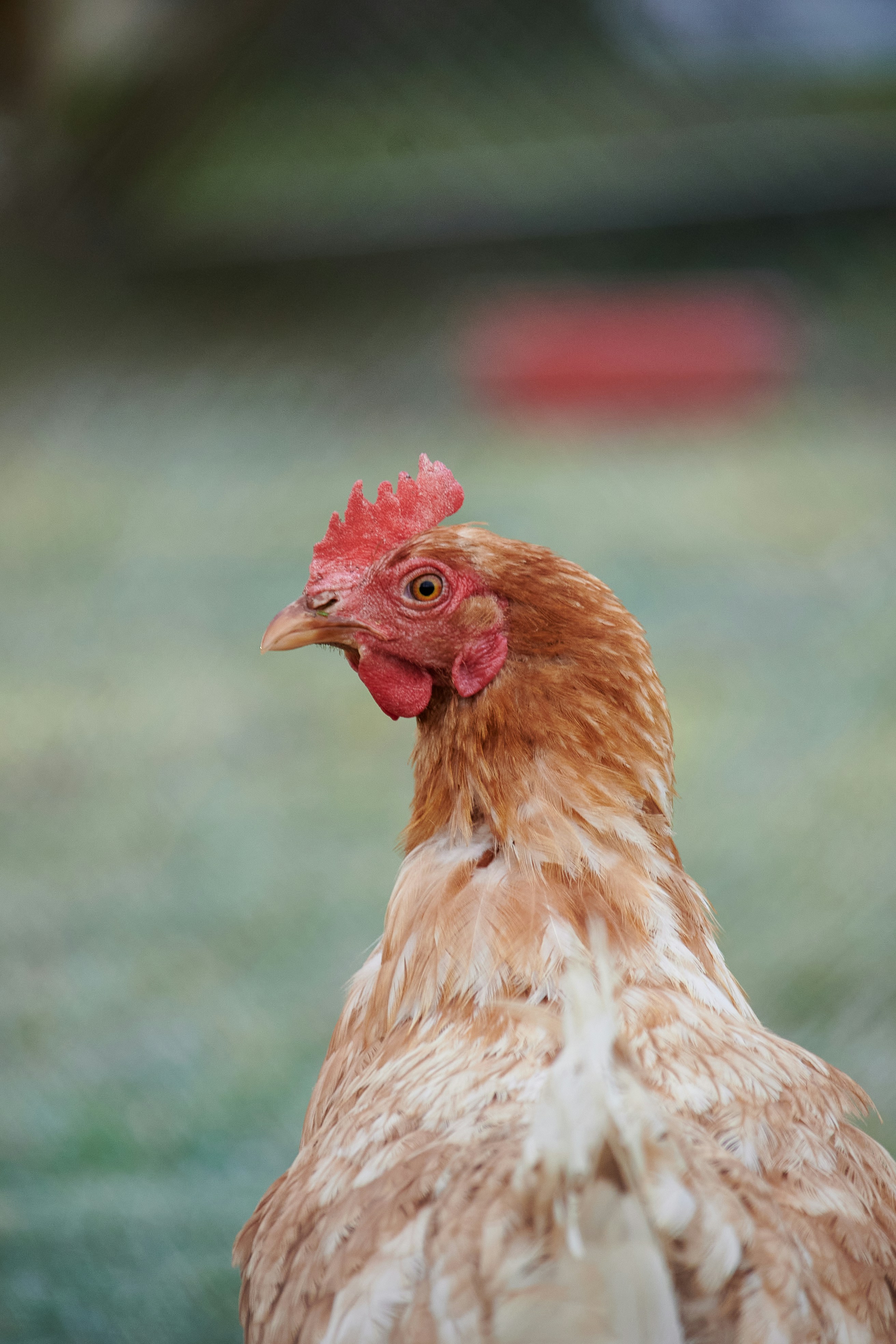 Photo by stefanschwinghammer