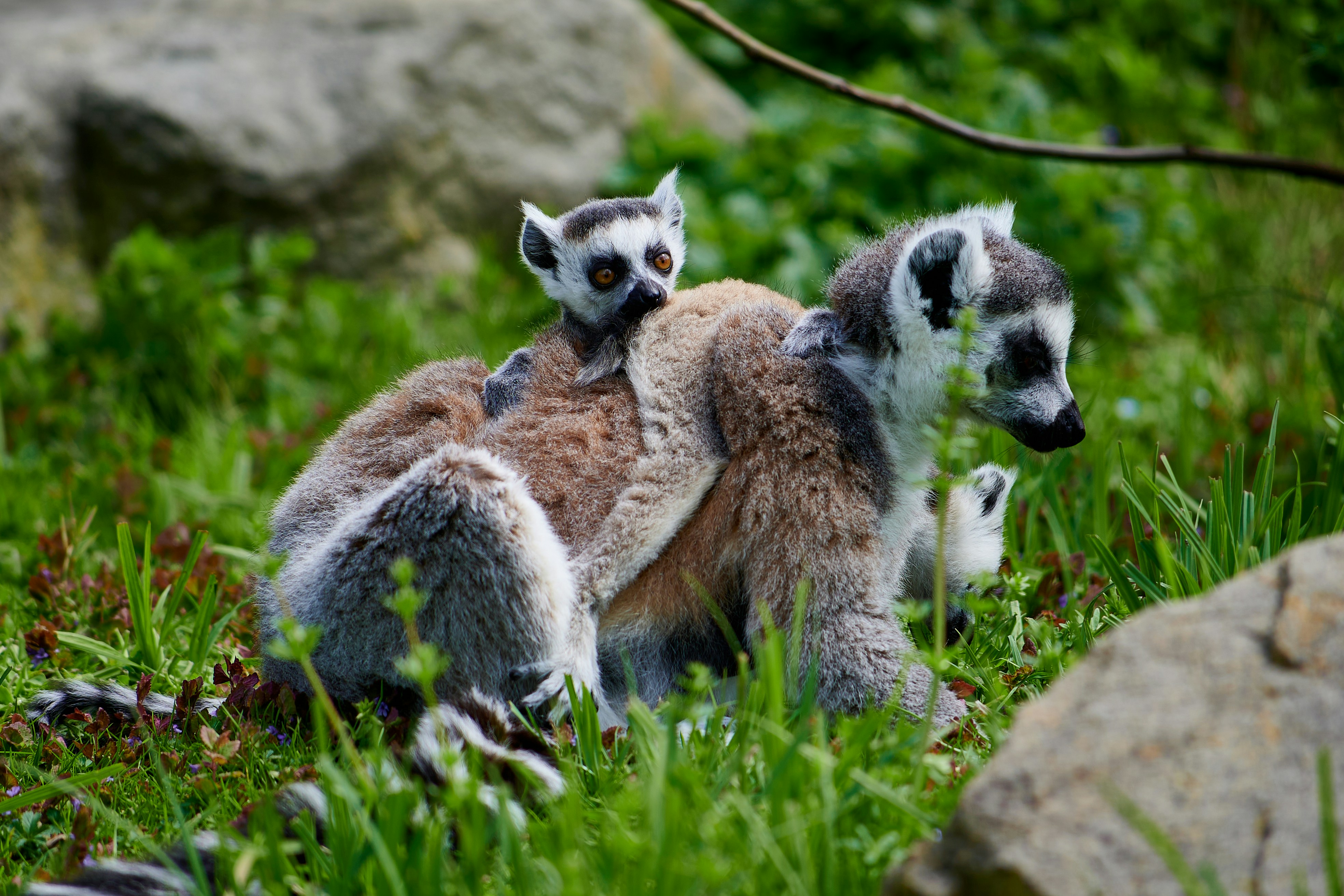 Photo by stefanschwinghammer