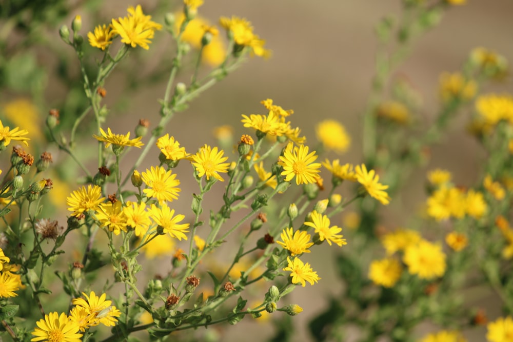 a close up of some flowers