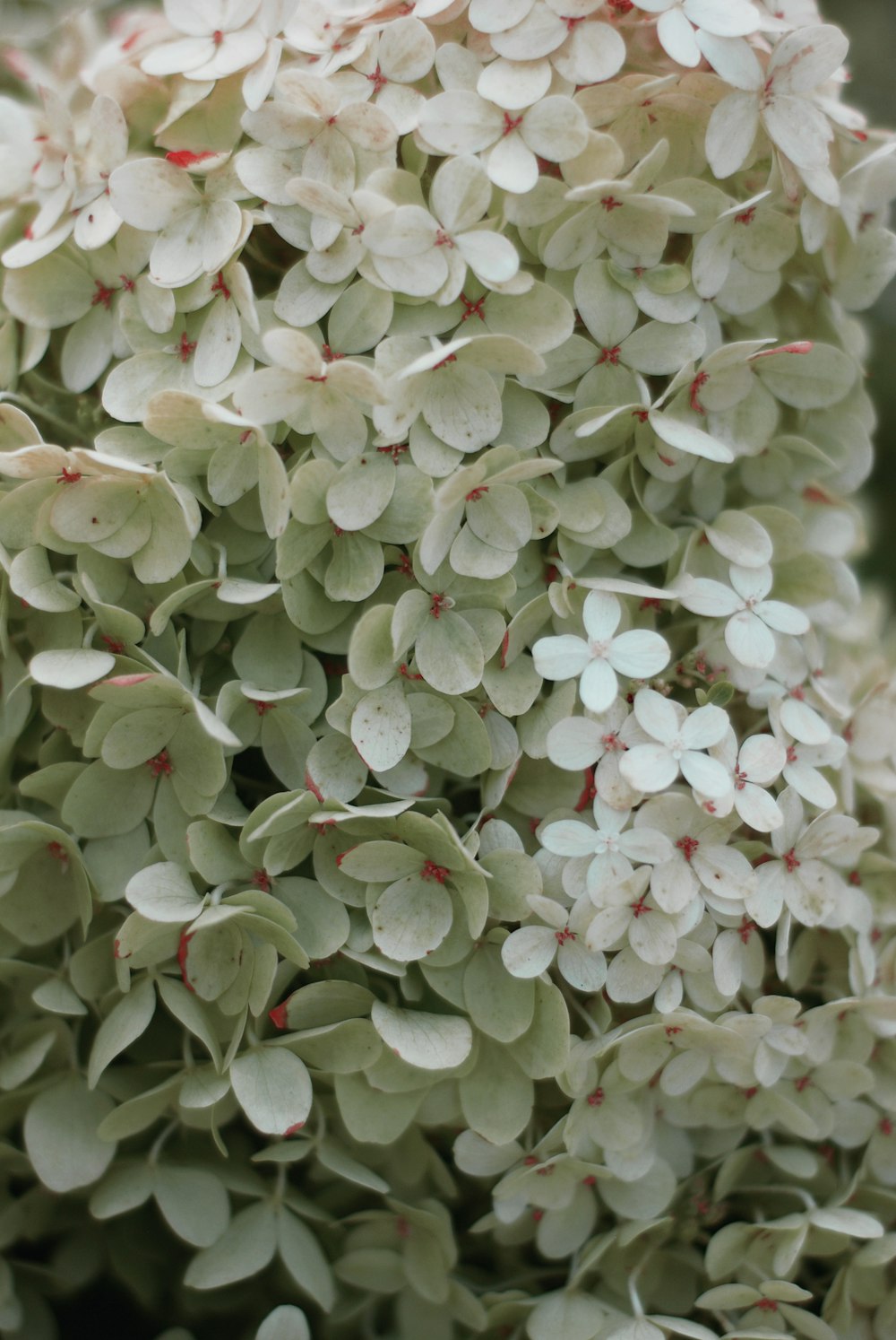 Un grupo de flores blancas