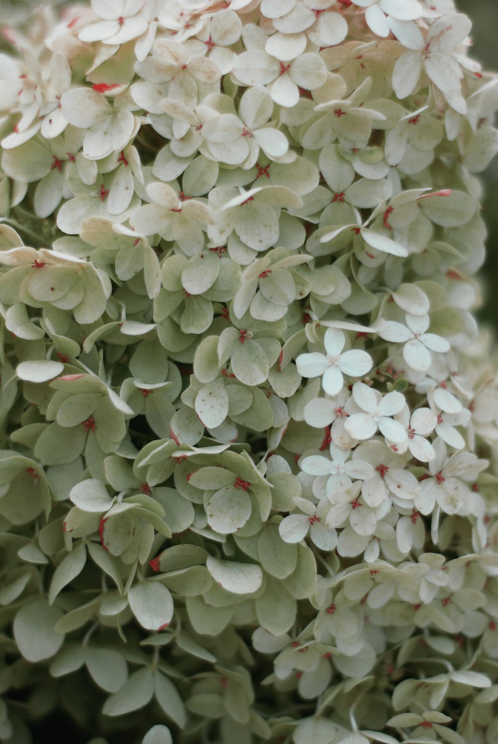 a group of white flowers