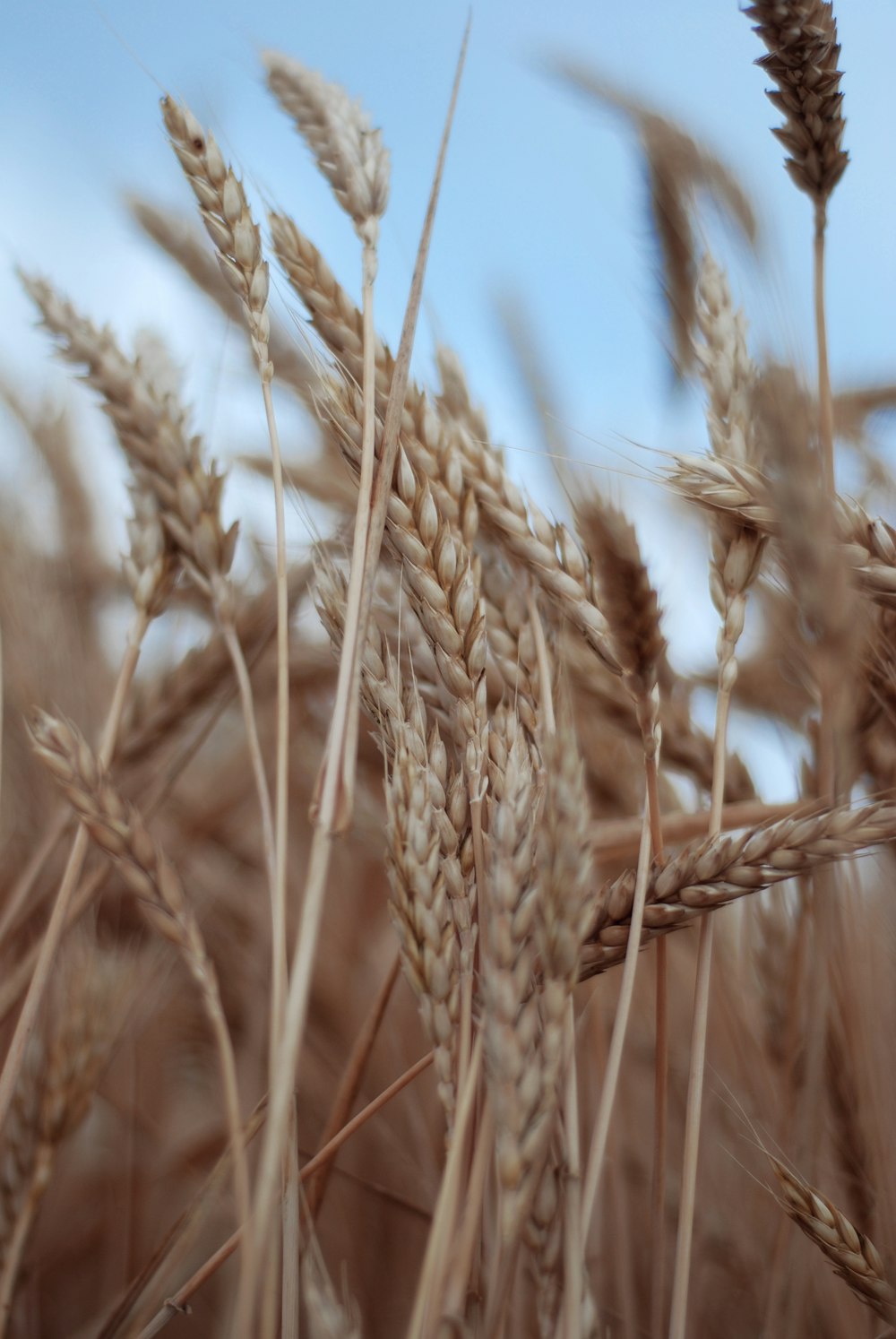 close-up of wheat in a field