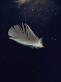 Close-up of a delicate feather resting on a dark surface.